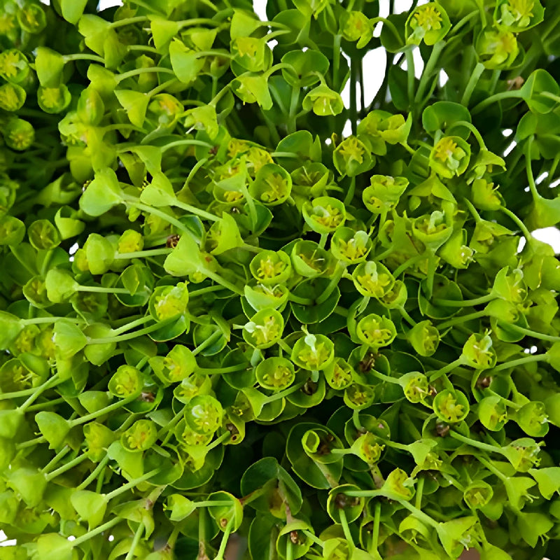 Wedding greenery wolfini euphorbia filler flowers sold near me