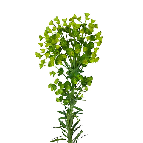 Single stem wolfini euphorbia greenery filler flowers sold as bulk greens
