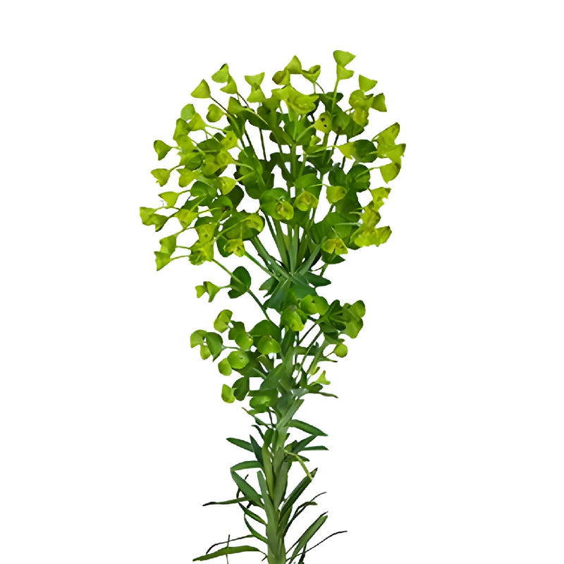 Single stem wolfini euphorbia greenery filler flowers sold as bulk greens