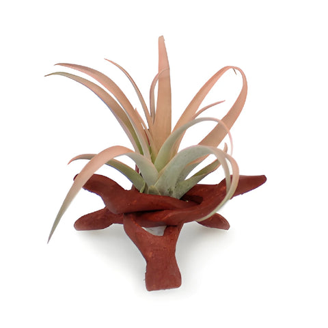 Air Plants in Wooden Base Centerpieces