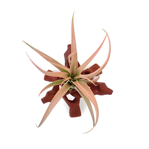 Air Plants in Wooden Base Centerpieces