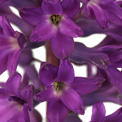 Purple Hyacinth Flowers