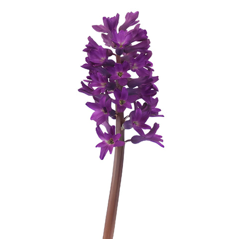 Purple Hyacinth Flowers