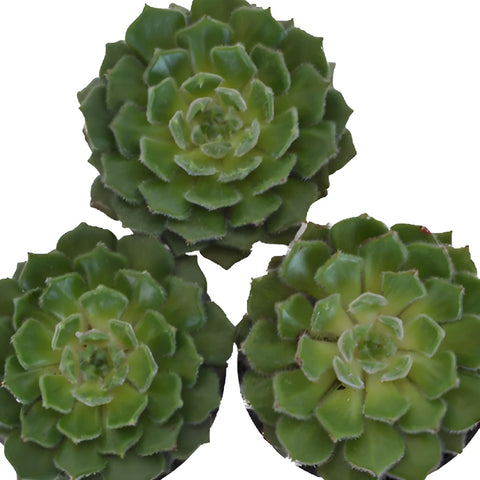 Fuzzy Green Succulent Blooms