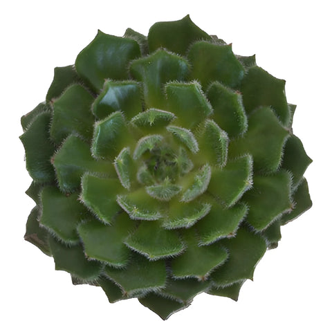 Fuzzy Green Succulent Blooms