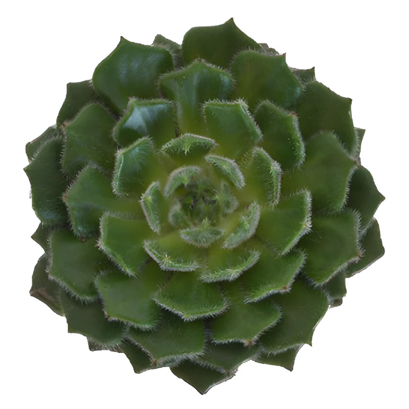 Fuzzy Green Succulent Blooms