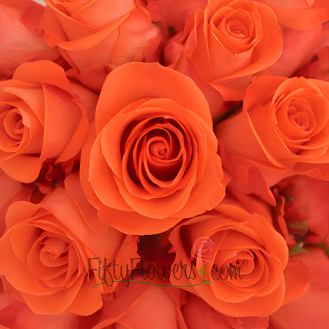 Salmon Orange Bulk Rose