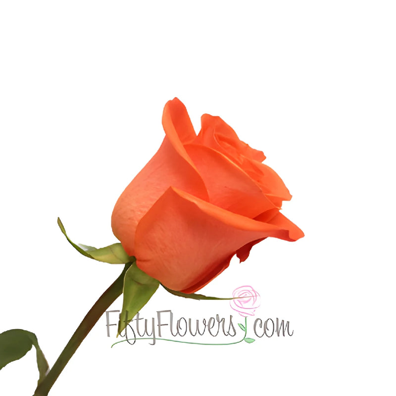 Salmon Orange Bulk Rose
