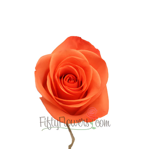Salmon Orange Bulk Rose