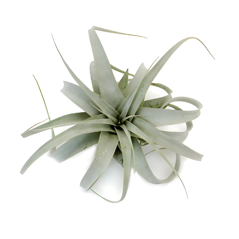 Sage Green Xerographica Air Plants