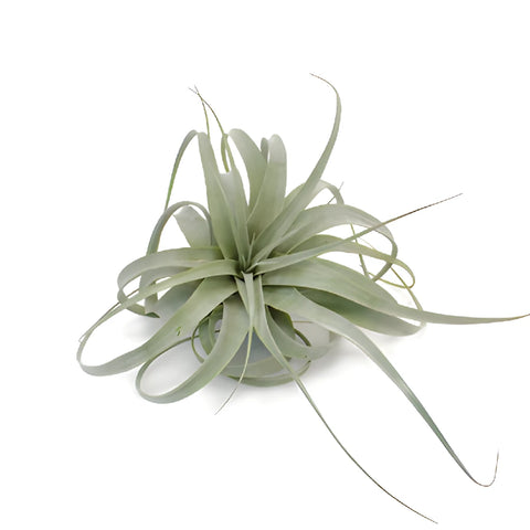 extra large air plants Buy Wholesale Extra Large Sage Green Xerographica Air Plants in Bul