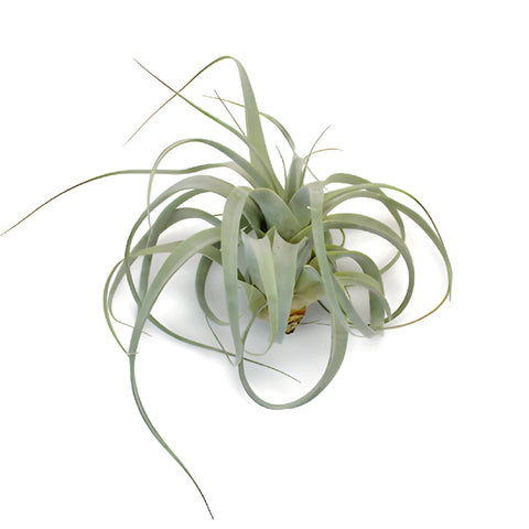 Extra Large Sage Green Xerographica Air Plants