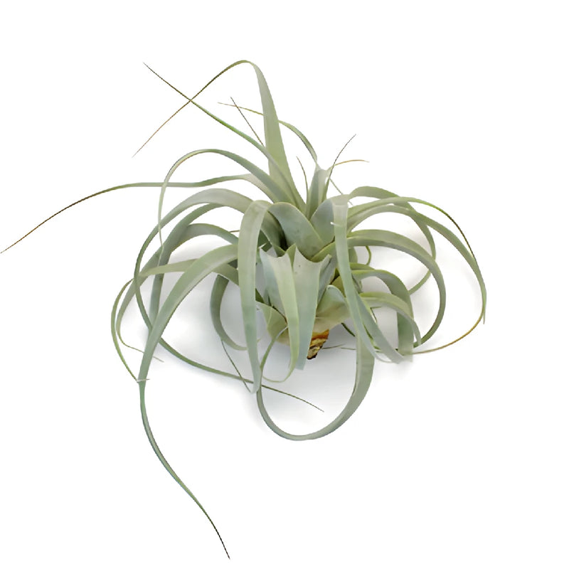 Extra Large Sage Green Xerographica Air Plants