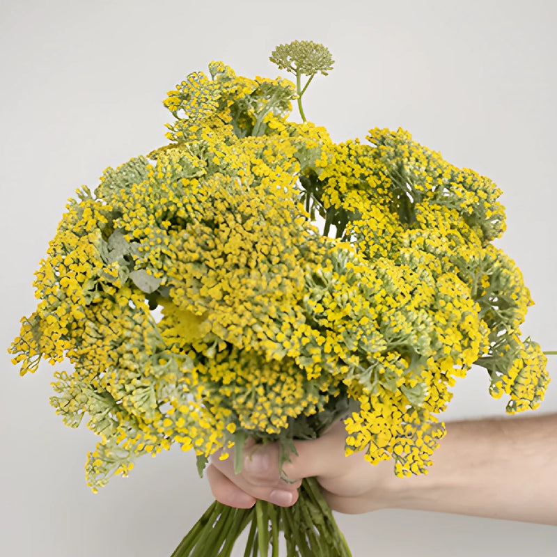 Yellow Achillea Yarrow Flowers