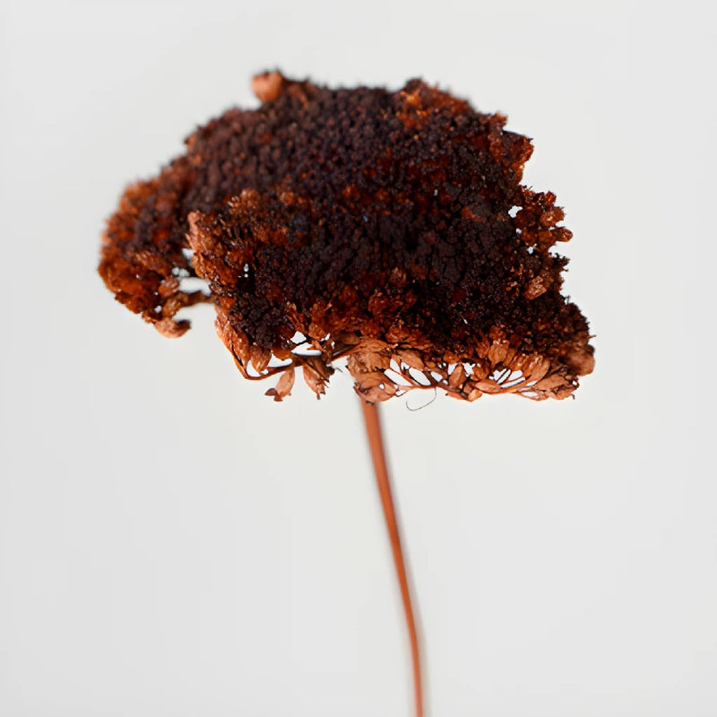 Chocolate Truffle Dried Yarrow