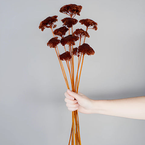 Chocolate Truffle Dried Yarrow