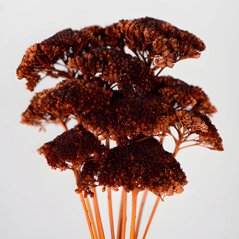 Chocolate Truffle Dried Yarrow