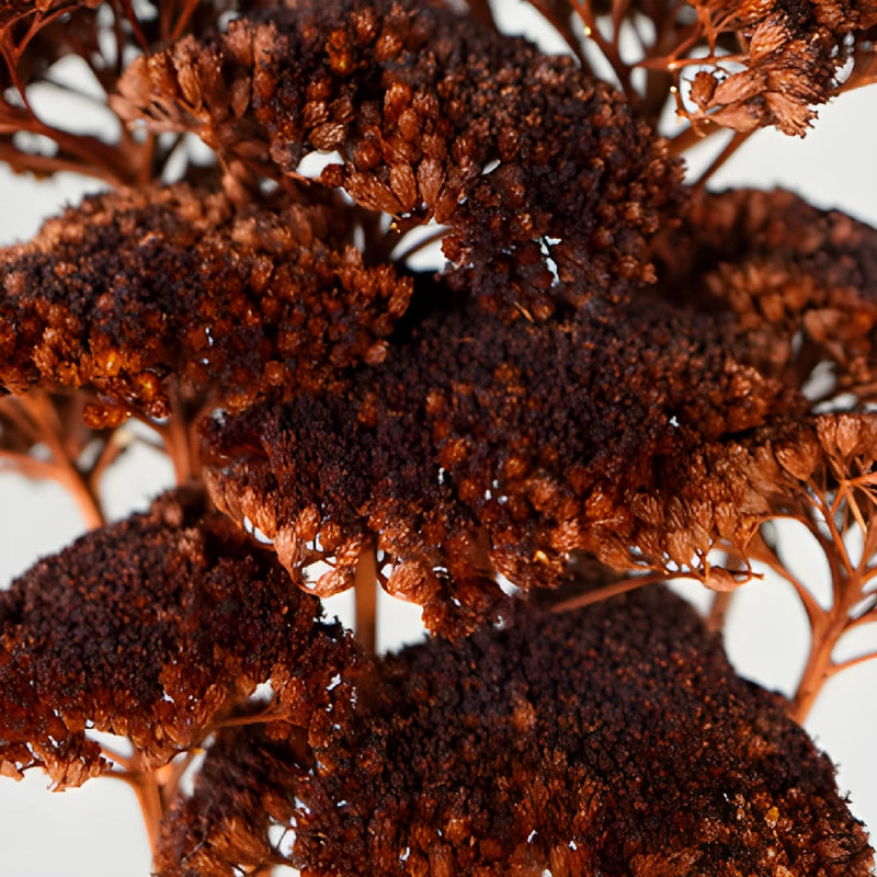 Chocolate Truffle Dried Yarrow