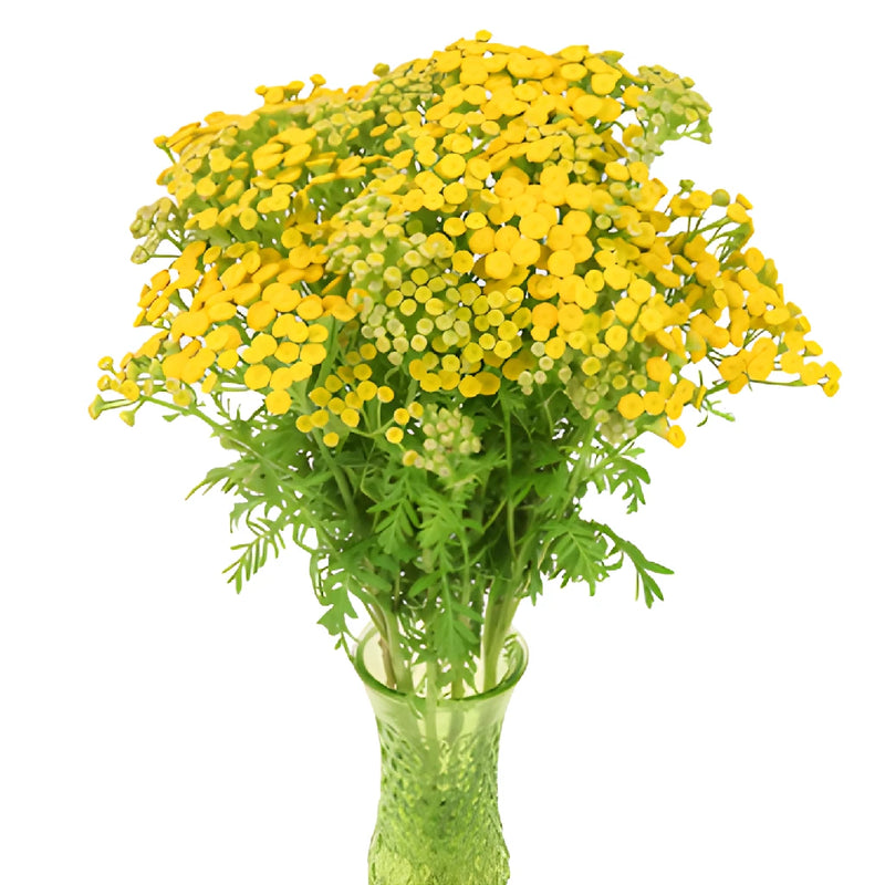 Yellow Tansy Filler Flower