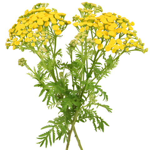 Yellow Tansy Filler Flower