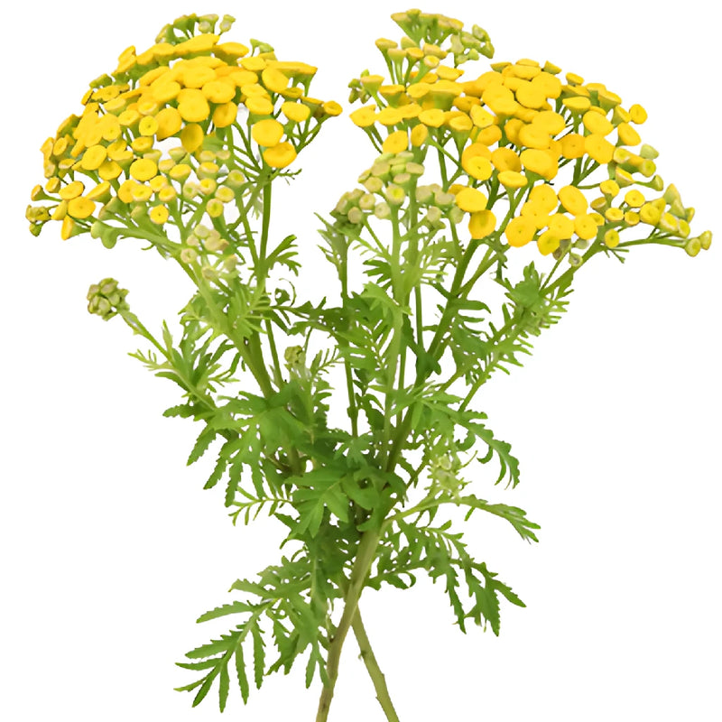 Yellow Tansy Filler Flower