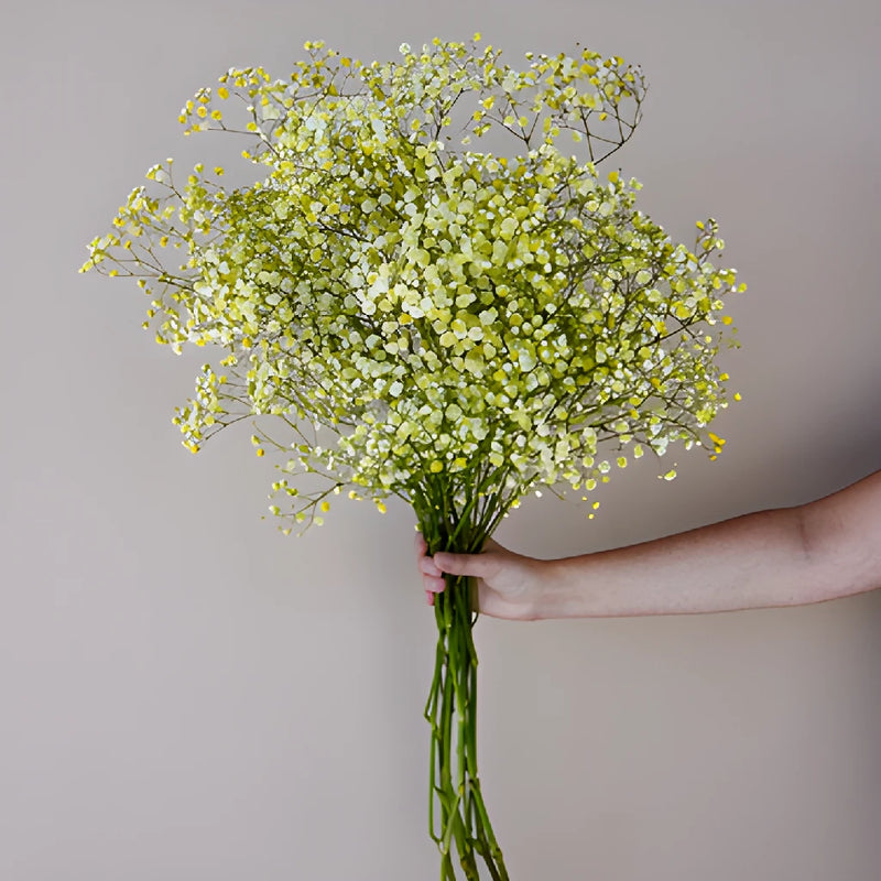 Yellow Airbrushed Baby's Breath Flower