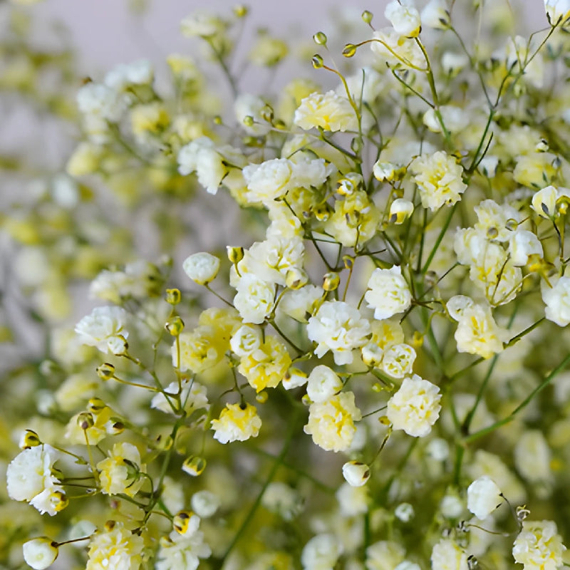 Yellow Airbrushed Baby's Breath Flower