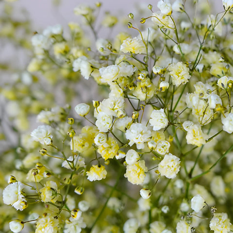 Yellow Airbrushed Baby's Breath Flower