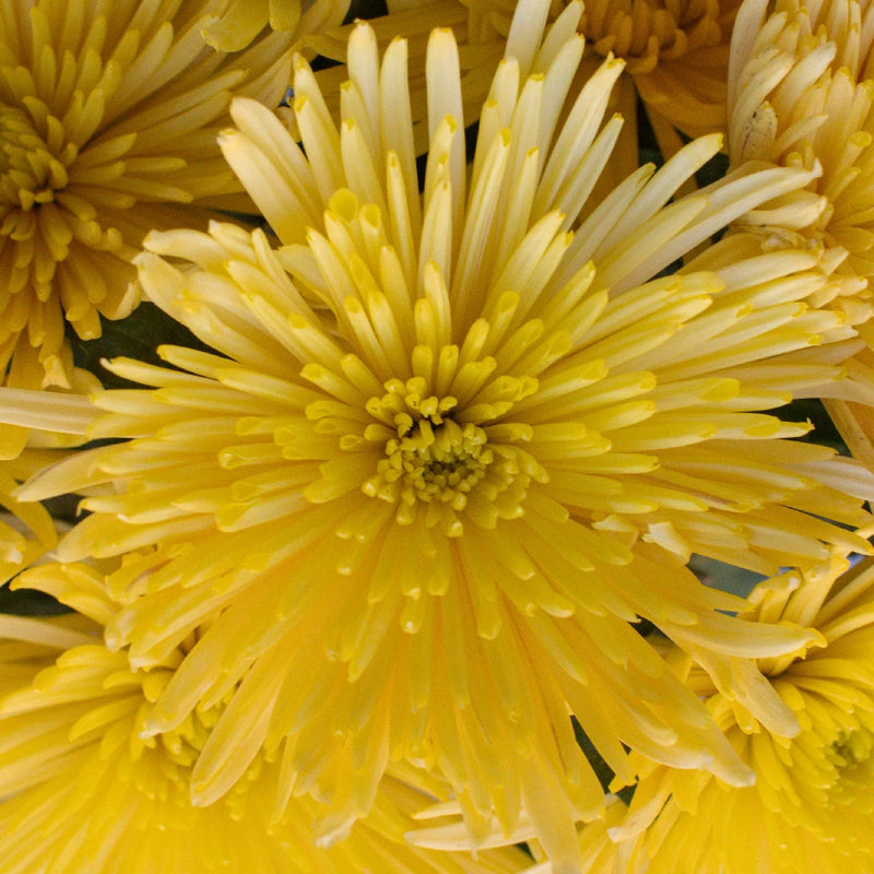 Yellow Anastasia Flower Close Up - Image
