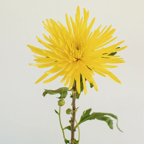 Yellow Anastasia Flower Stem - Image