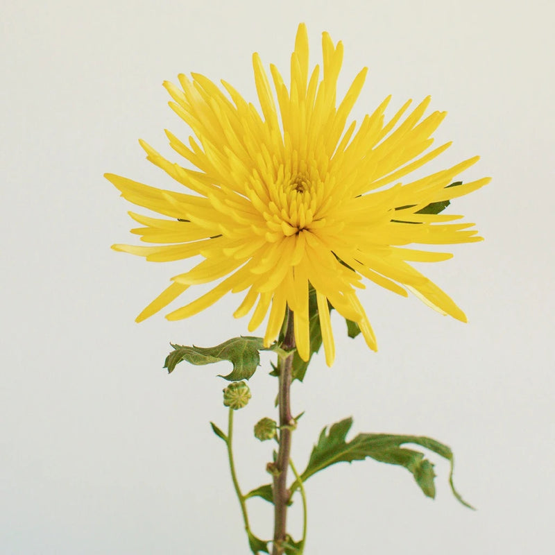 spider plant with yellow flowers Buy Wholesale Yellow Anastasia Spider Mum Flowers in Bulk
