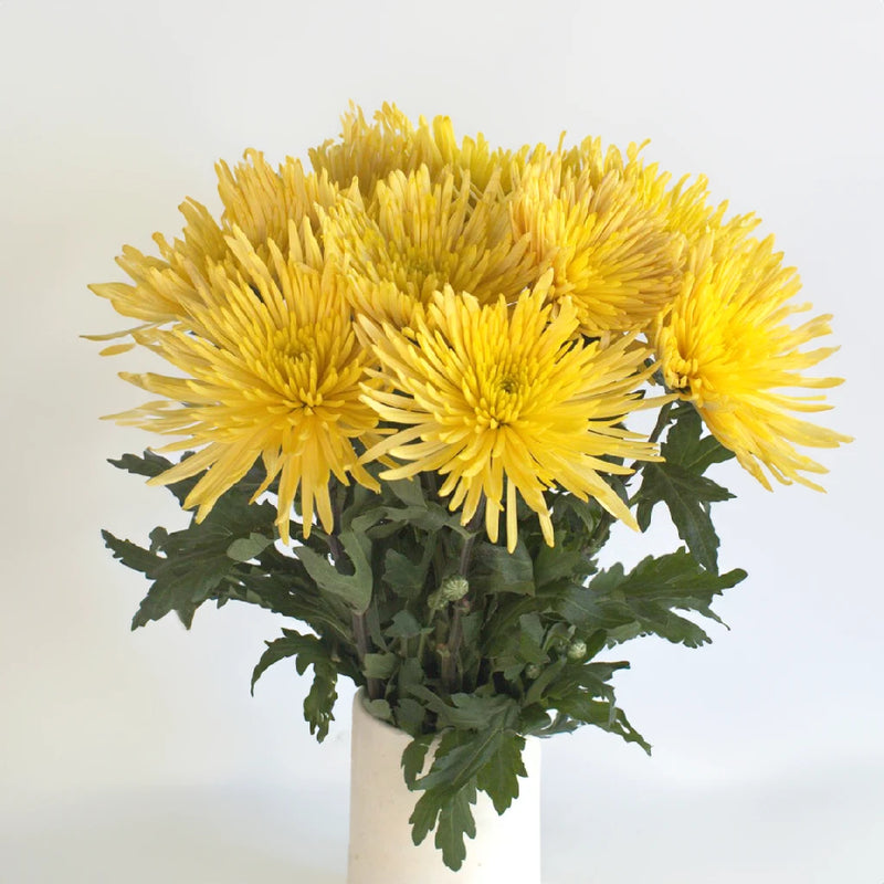 Yellow Anastasia Flower - Image