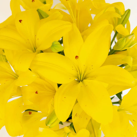 Yellow Asiatic Lily Close Up - Image