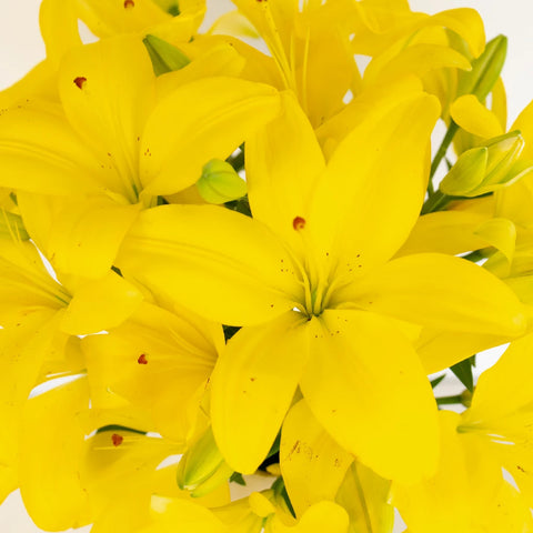 classic joy asiatic lily Buy Wholesale Yellow Asiatic Lily in Bulk