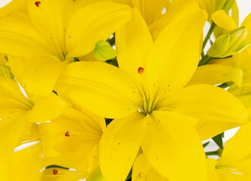 Yellow Asiatic Lily Close Up - Image