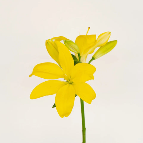 Yellow Asiatic Lily Stem - Image