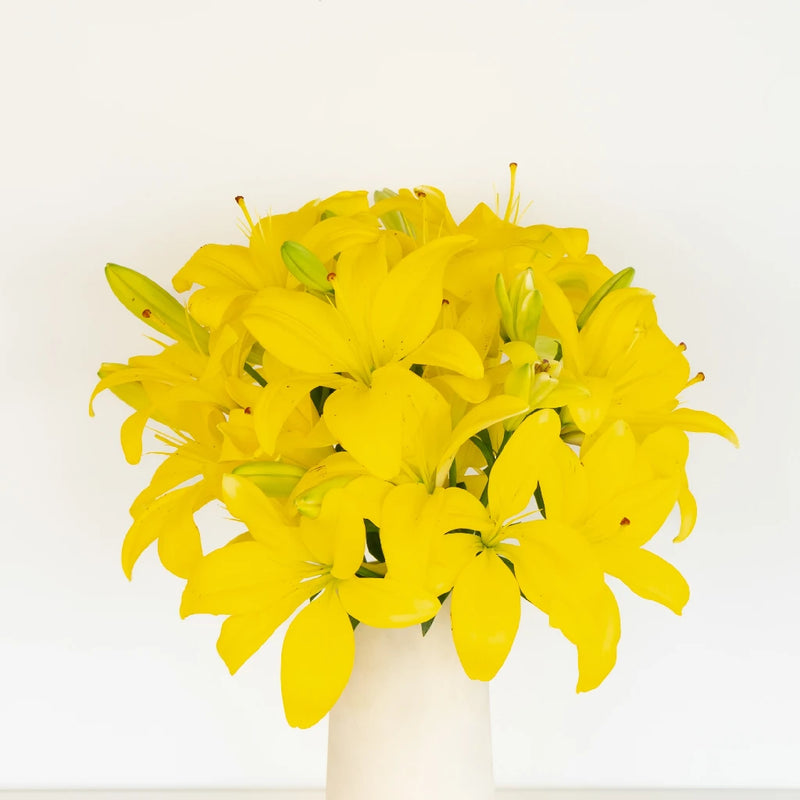 Yellow Asiatic Lily Vase - Image