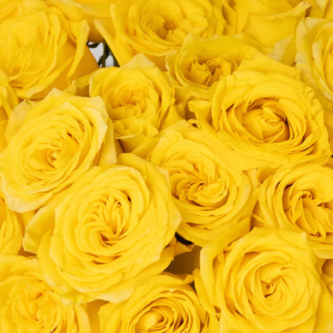 Yellow Bikini Rose Close Up - Image