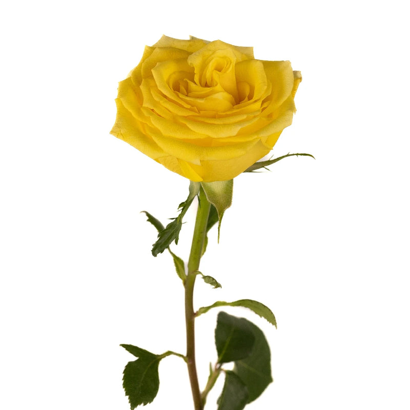Yellow Bikini Rose Stem - Image
