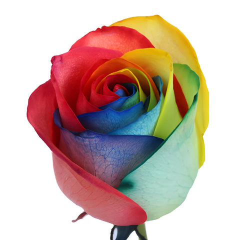 Primary Colors Rainbow Tinted Roses