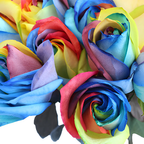 Primary Colors Rainbow Tinted Roses