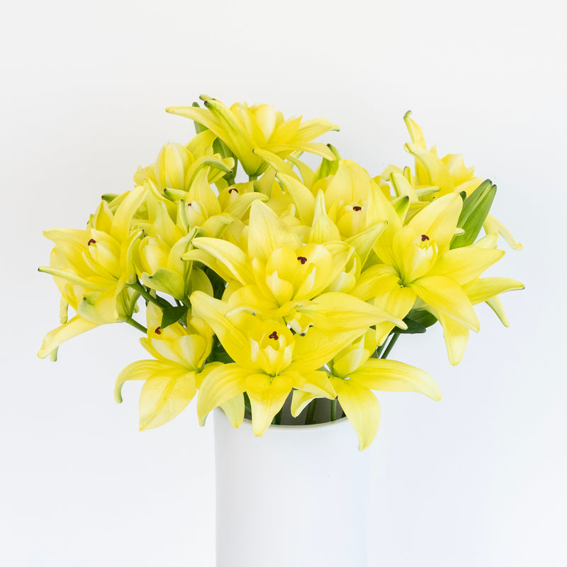 Yellow Butterfly Lily Flower Stem - Image