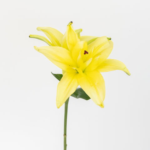 Yellow Butterfly Lily Flower Vase - Image