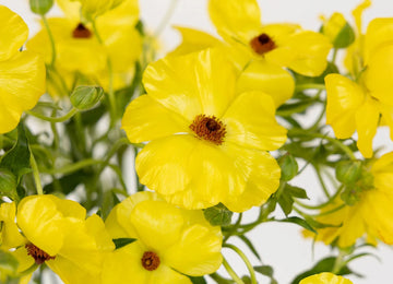 Yellow Butterfly Ranunculus Flower Close Up - Image
