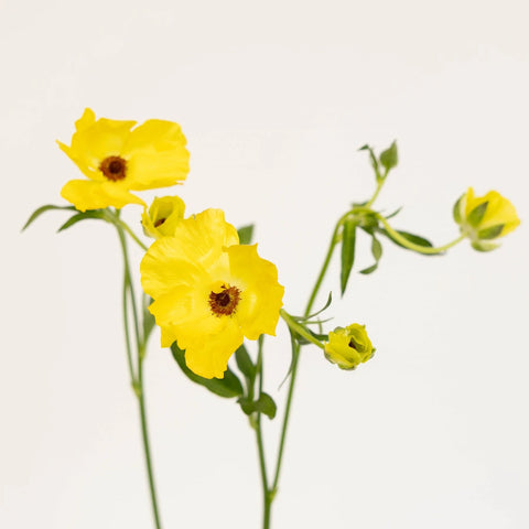 Yellow Butterfly Ranunculus Flower Stem - Image