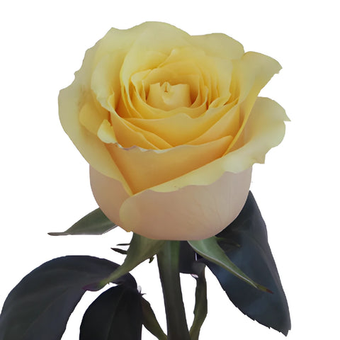Yellow Butterscotch Fresh Cut Rose Side Stem View