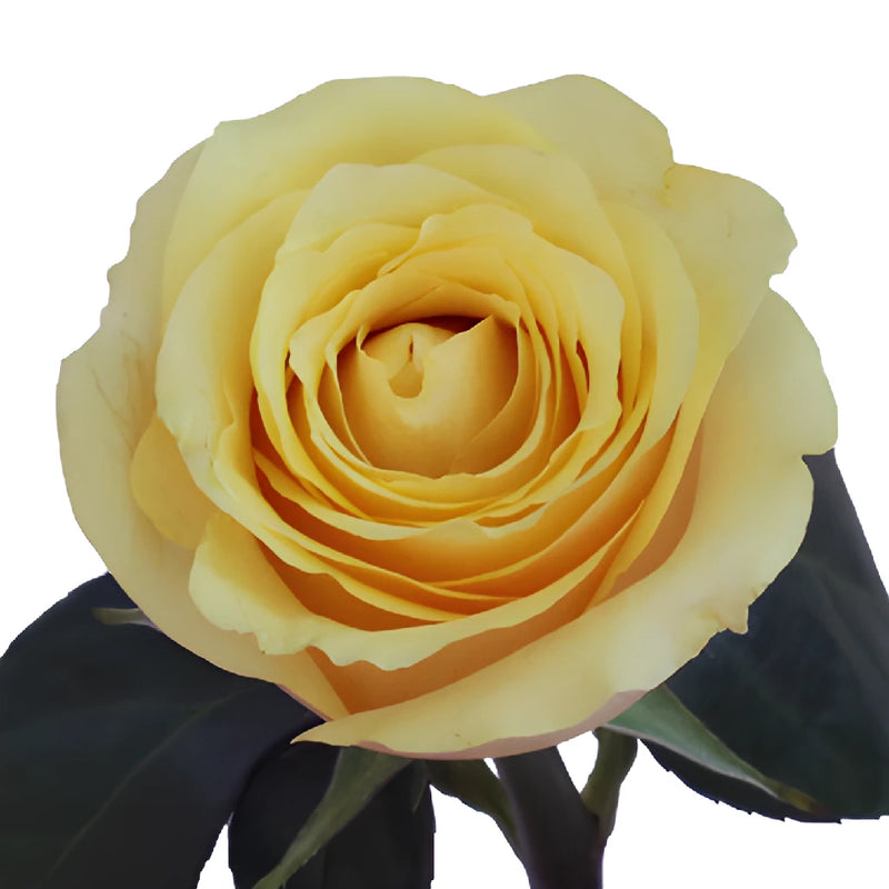 Yellow Butterscotch Fresh Cut Roses up close