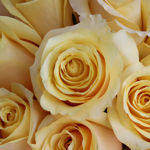 Yellow Butterscotch Fresh Cut Roses up close