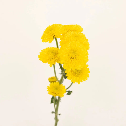 Yellow Button Pom Flower - Image