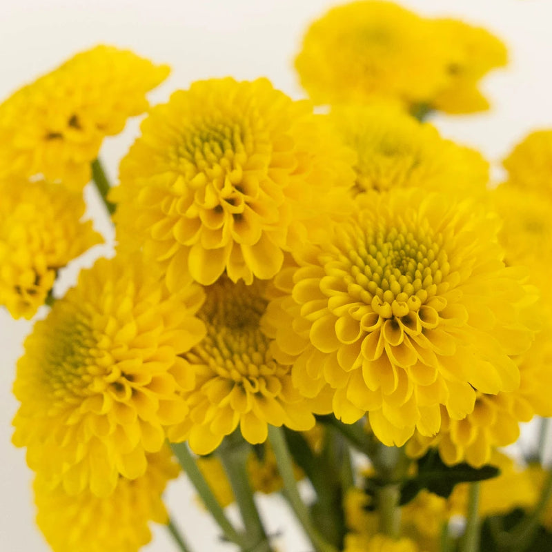 Yellow Button Pom Flower - Image